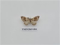 藏品(尺蛾594)的圖片